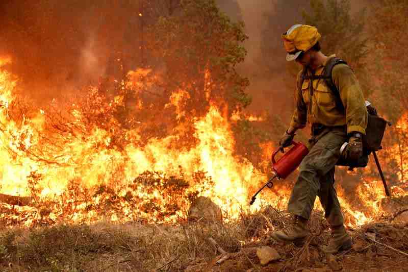 How destructive is forest fires?