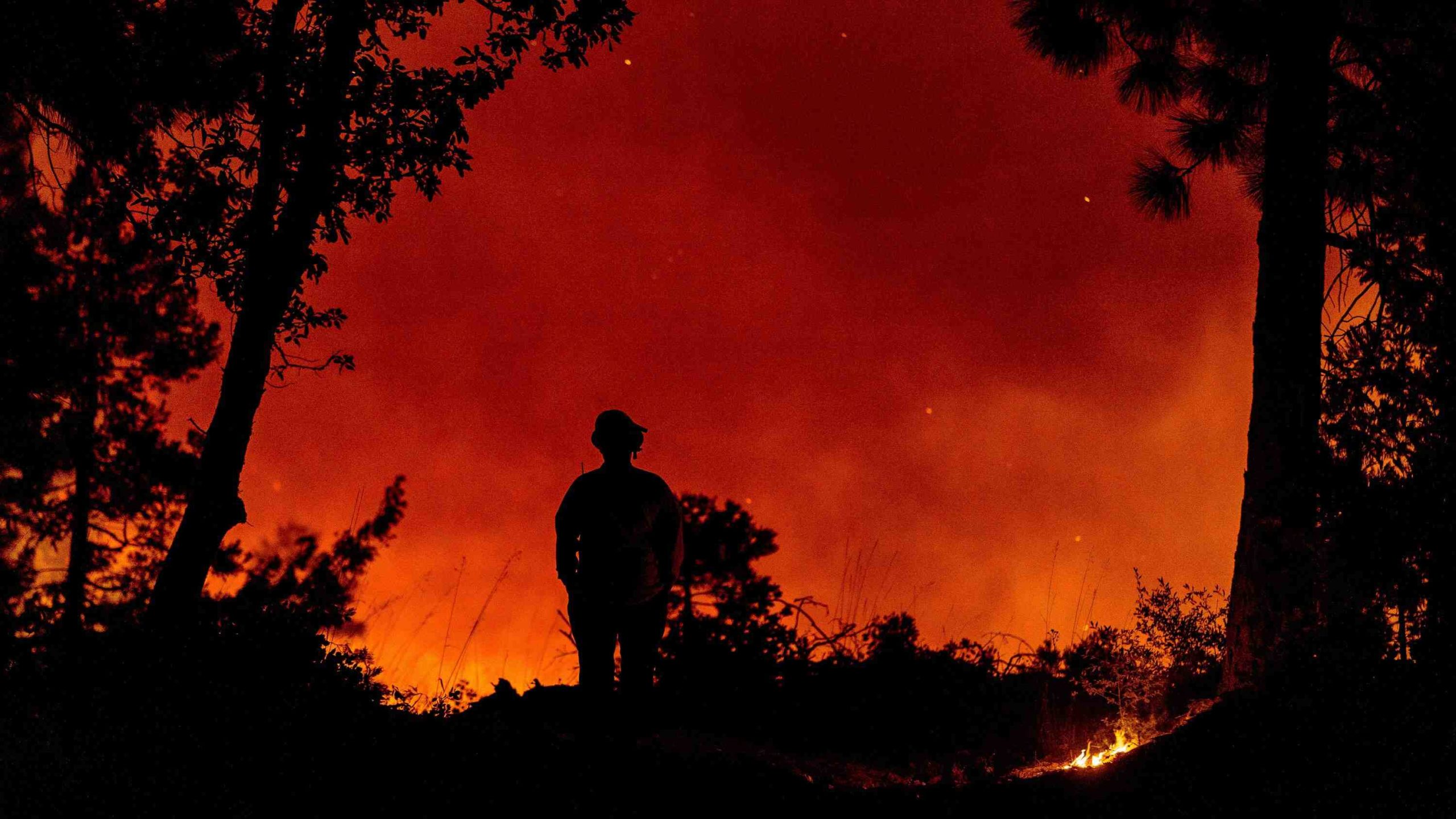 How do wildfires impact the environment?