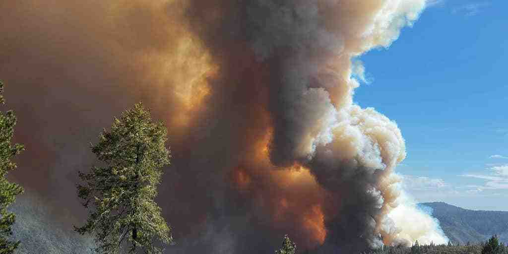 How many wildfires are human caused?